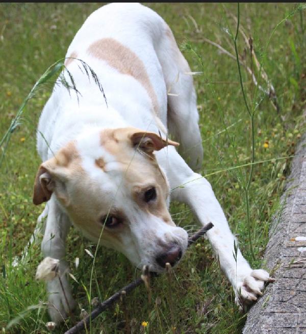 Toby cane un po’ timoroso, adozione responsabile Foto 5